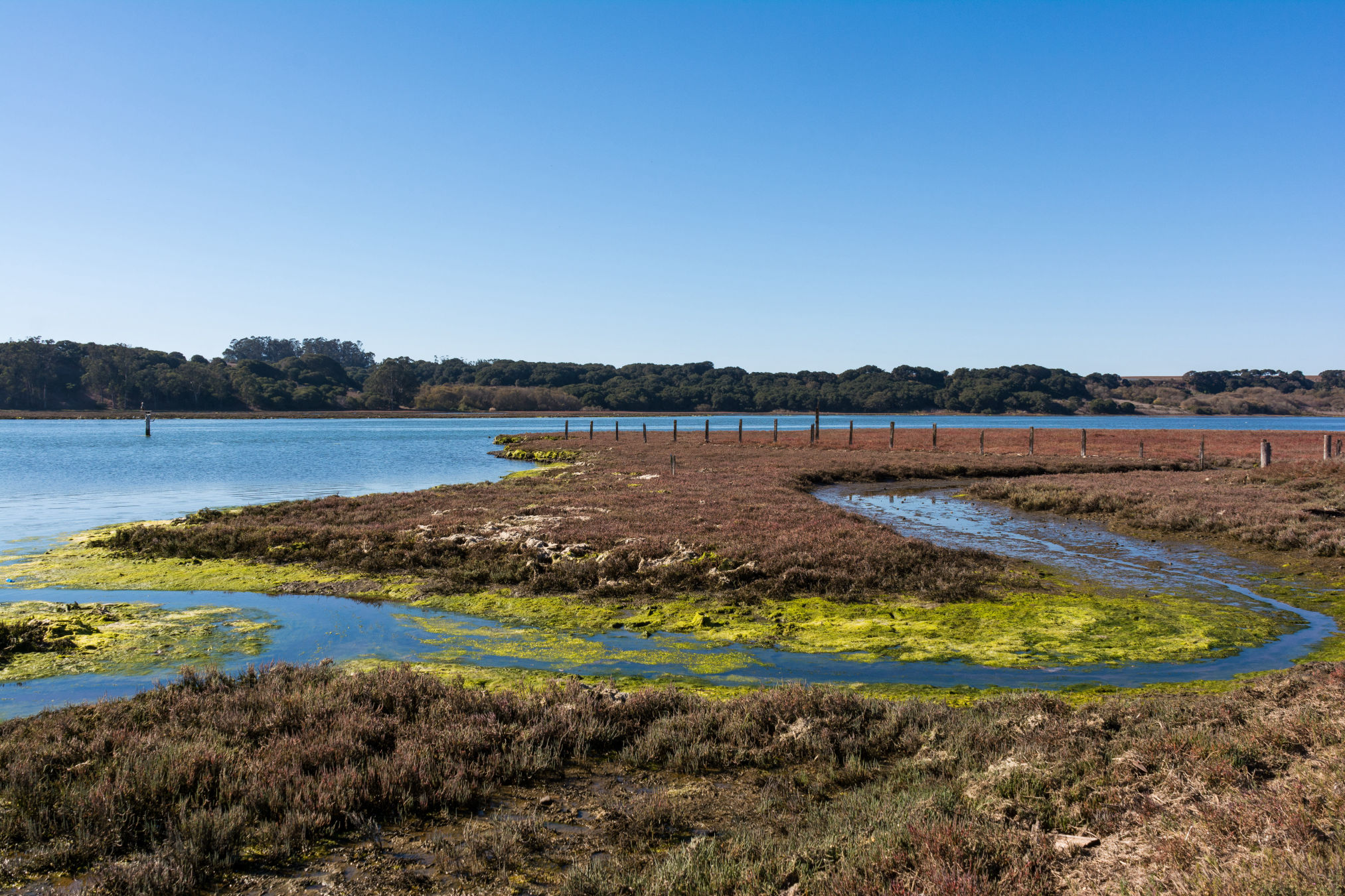 Elkhorn Slough: Photo by Don DeBold