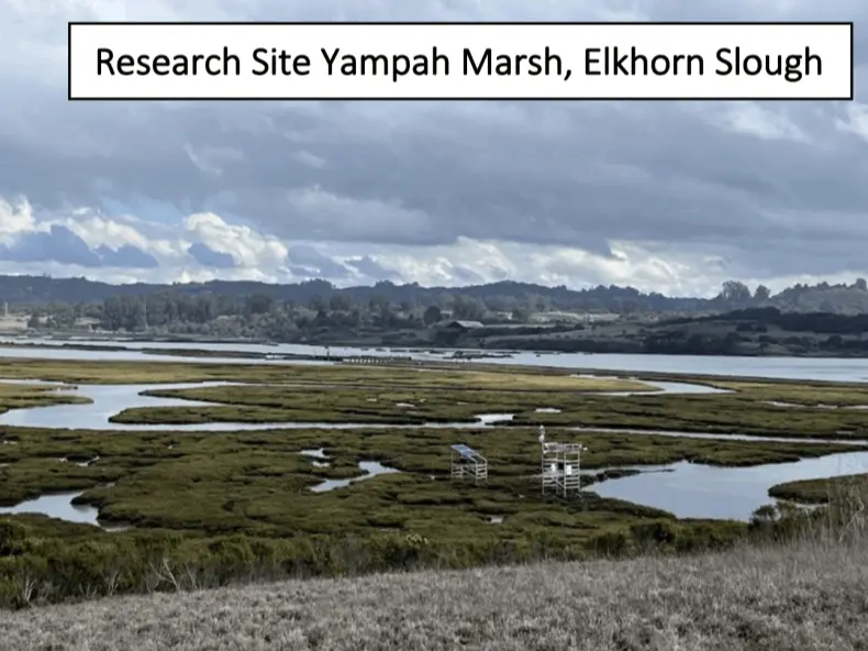 One of our fields sites in the Yampah Marsh in Elkhorn Slough.